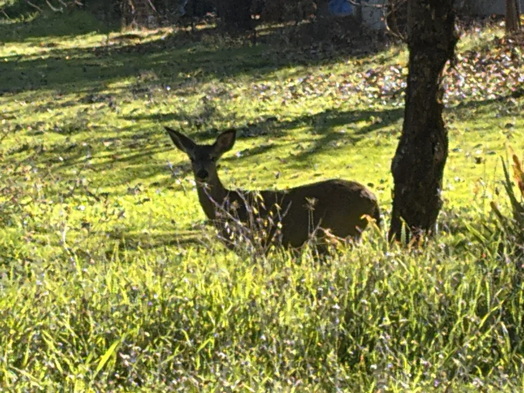 morning-visiter-2.webp