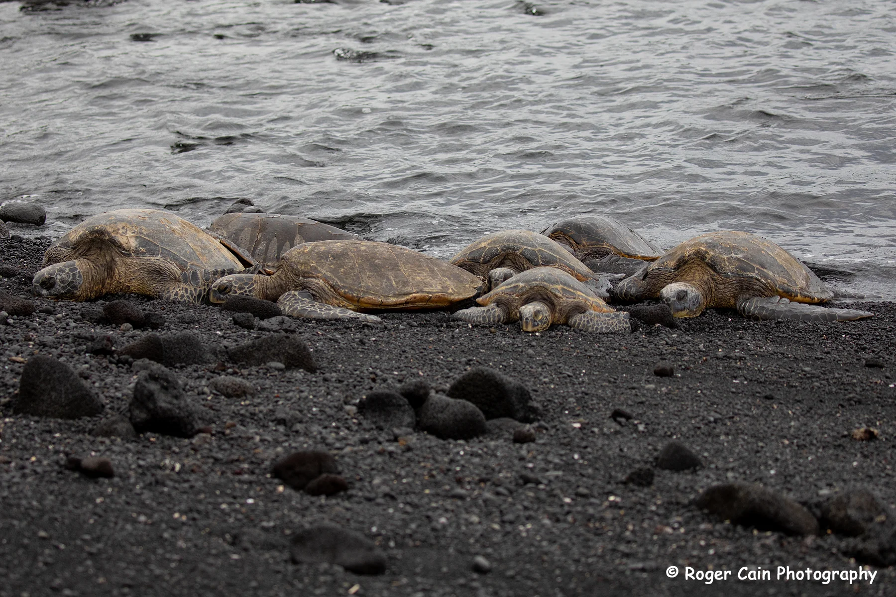 HawaiianGreenSeaTurtles_A9846.webp