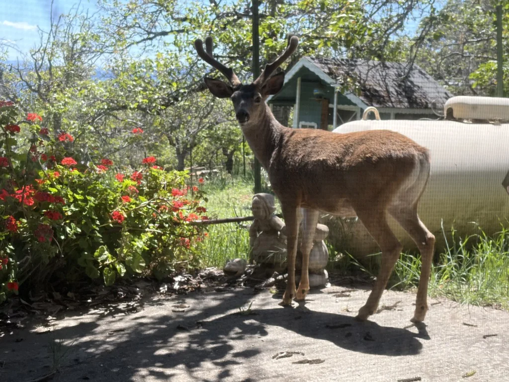 buck-outside-rental-01.webp