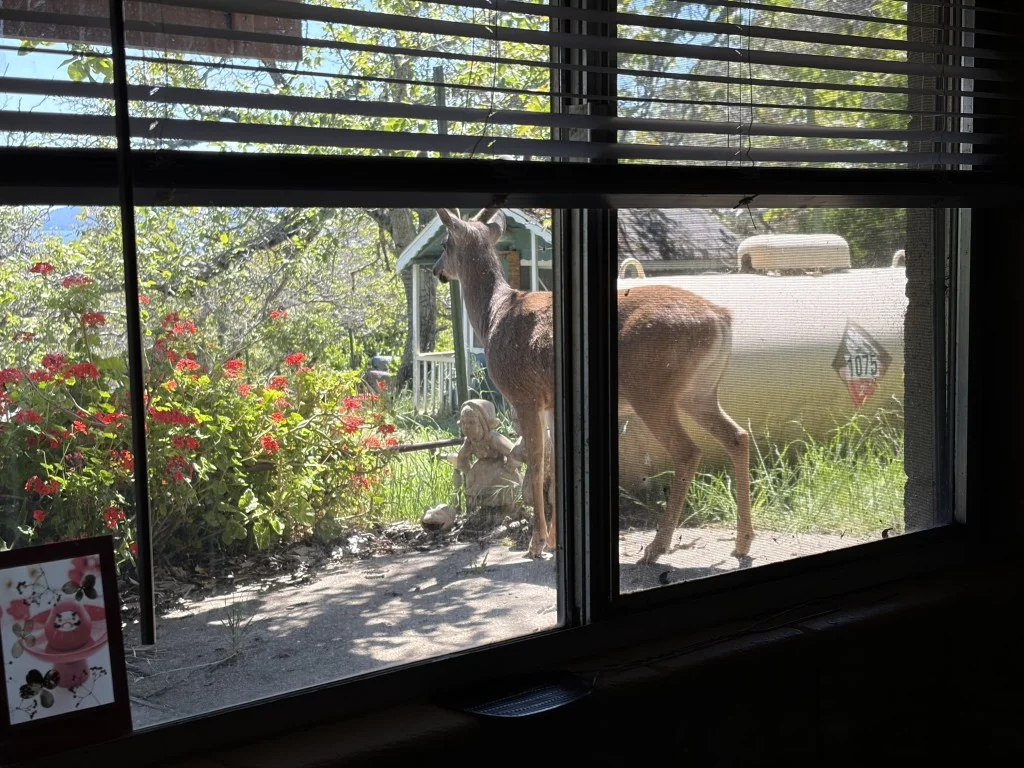 buck-outside-rental-03.webp