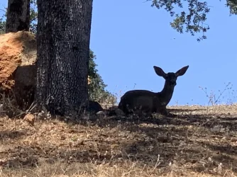 doe-waiting-for-me-in-buckingham-park.webp