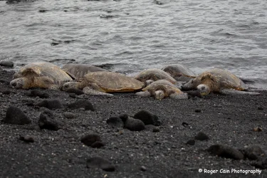 HawaiianGreenSeaTurtles_A9846.webp